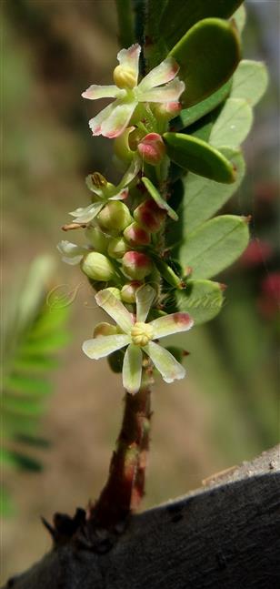   Male Flowers showing column formed by connate filaments 
